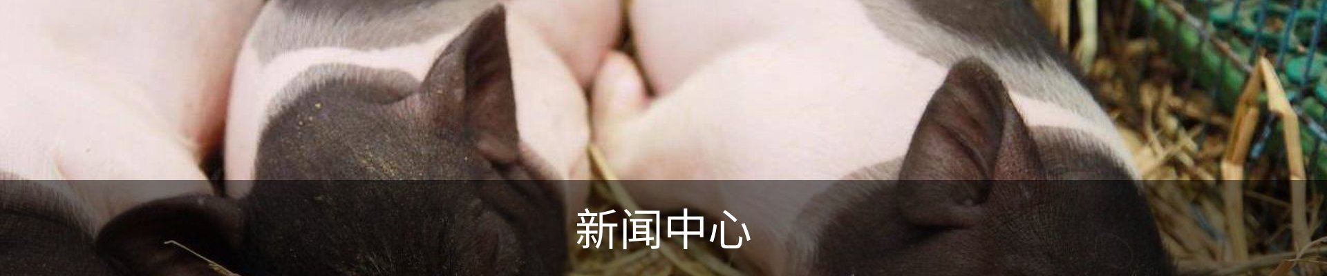 我们的服务